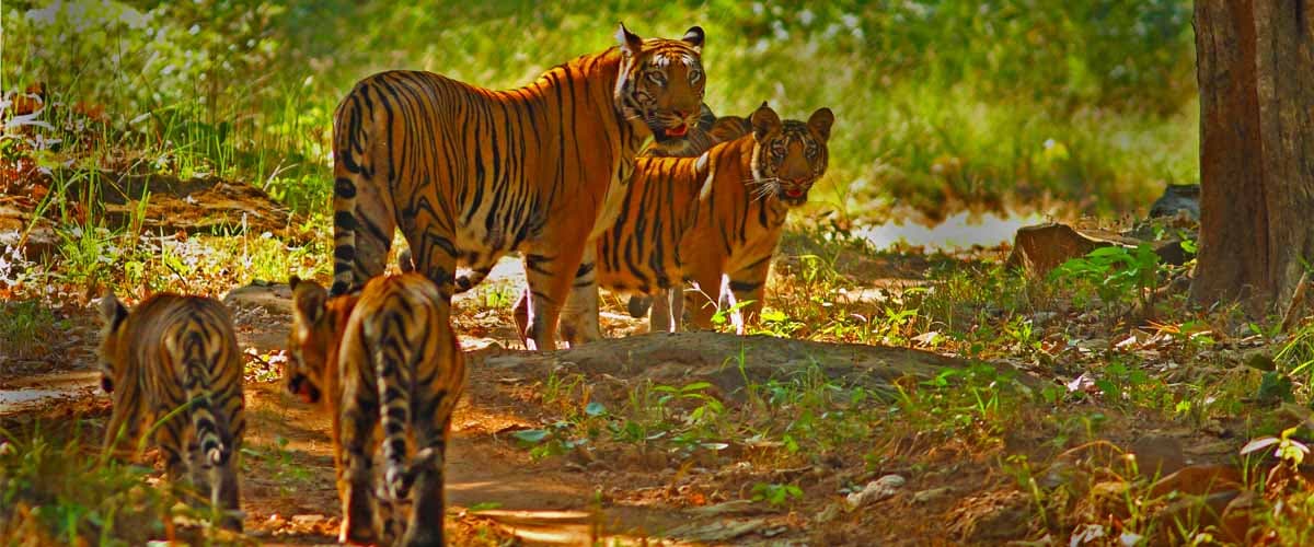 Tiger Safari Ranthambore