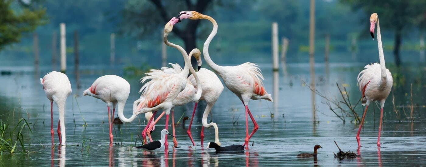 Bharatpur Bird Sanctuary (Keoladeo National Park)