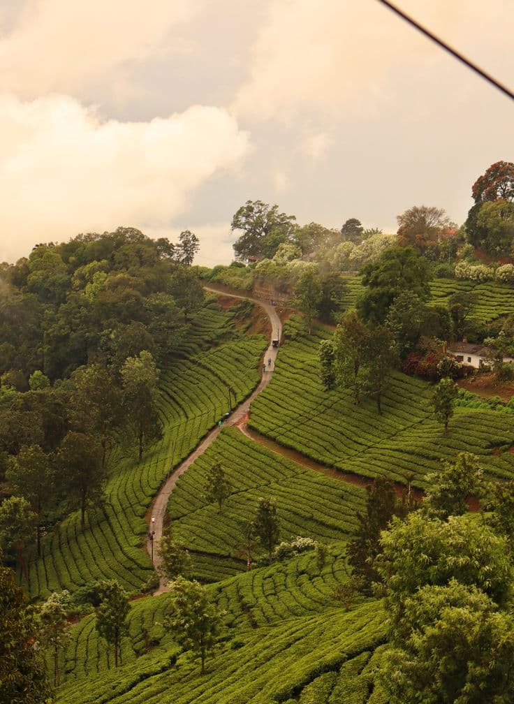 Globaltrails Holidays Sevenmallay Tea Estate