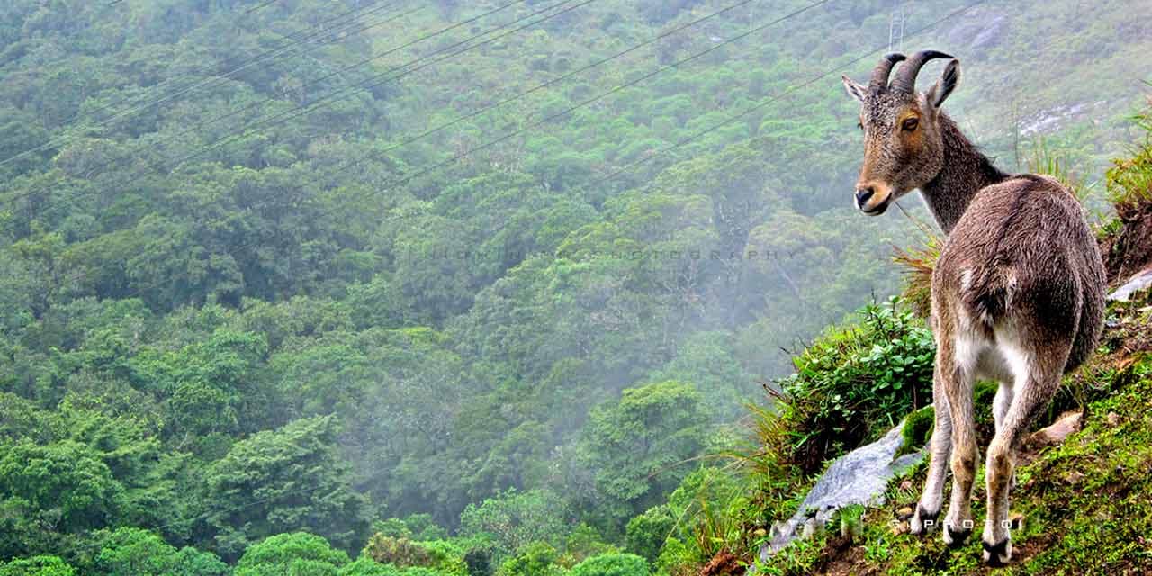 Eravikulam National Park, Munnar